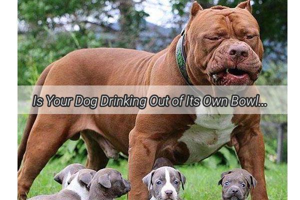 Is Your Dog Drinking Out of Its Own Bowl The Surprising Truth Behind Canine Hygiene